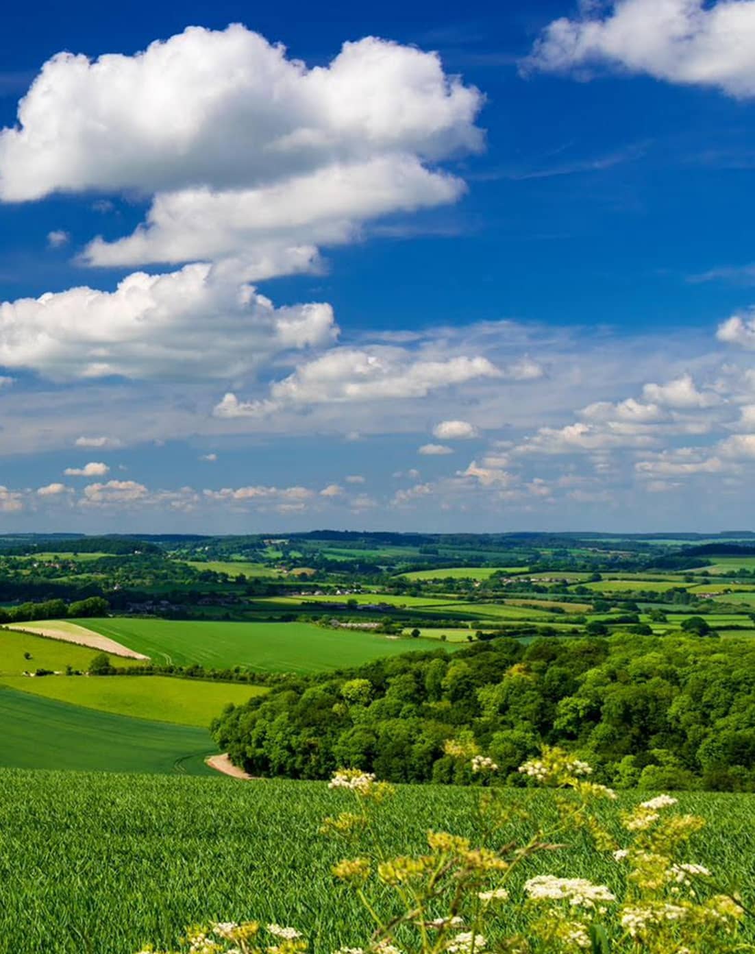 Chaffers, Estate Agents, North Dorset, Buy, Sell, Landlords, Tenants, Lettings Selling, Mortgage, Survey, Valuation, House, Property